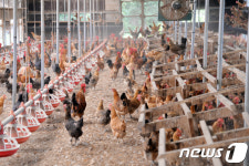 DDT는 어디에서?