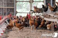 폐사 위기 DDT검출 양계농장