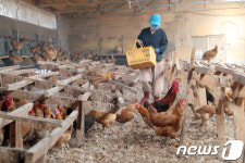 [살충제 계란] DDT검출 경산·영천농장 닭·계란 모두 폐기