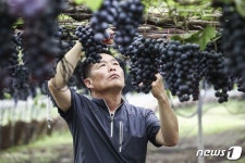 한 그루에 4천송이 포도가…고창 희성농장 도덕현 대표 