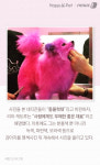 [펫카드] 왕관 쓴 분홍 강아지가 공주 같다고?