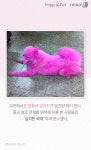 [펫카드] 왕관 쓴 분홍 강아지가 공주 같다고?