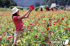 평창 백일홍축제에서 담는 추억