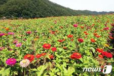 평창에 백일홍 활짝