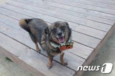 [뚱아저씨의 동행] 토리를 부러워하는 호동이와 로키