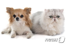 이마트 몰리스펫샵 vs 롯데마트 펫가든…펫팸족 선택은?