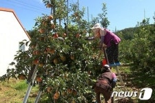 예산군, 추석명절 앞두고 사과 수확 본격화