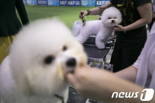 도그쇼 준비하는 견공들