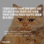 [올어바웃펫] 고양이 수염이 행운을 가져온다고?