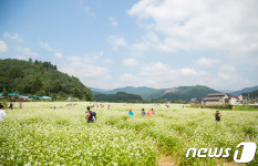 가을하늘 아래 봉평 메밀꽃밭