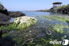 제주 오조리 해안에 쌓인 파래