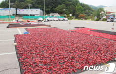 경찰서 주차장 가득 널린 고추들