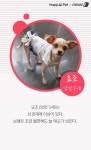 [펫카드] 포근하개가 만난 유기견을 소개합니다