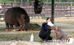 하마 가족의 식사