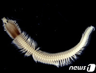 독도 앞바다서 신종 미기록종 잇따라 발견