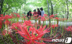 상림공원 꽃무릇 활짝
