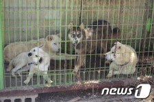 주인 무는 진돗개·풍산개… 명견에서 맹견 되나?