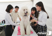 애견미용사를 꿈꾸며