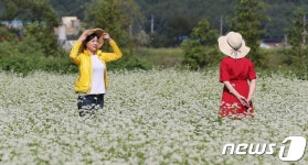 메밀밭에서 느끼는 가을정취