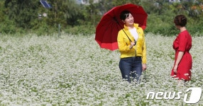 가을엔 메밀밭이 최고!