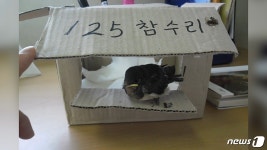 경찰판 흥부전 …집 잃은 새끼 제비 키워 날려보낸 제주 의경들
