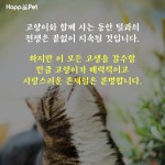 [올어바웃펫] 집사의 숙명…고양이 털 빠짐에 맞서는 법
