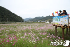 [포토]완주 경천면 구룡천에 코스모스 만개
