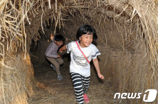 볏짚동굴 즐기는 완주와일드푸드 축제 어린이 관광객 