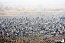 서산 천수만 철새 쉼터 등 조성… 4억1000만원 투입