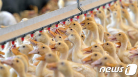 평창올림픽 AI 차단…강원 오리 사육제한 보상비 지급