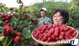 가을햇살 머금은 구지뽕 수확