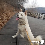 [뚱아저씨의 동행] 유기견 출신 여덟 아이들을 소개합니다