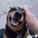 [뚱아저씨의 동행] 유기견 출신 여덟 아이들을 소개합니다