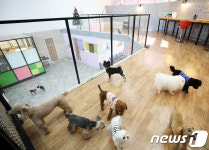 황금연휴 애견호텔 특수