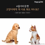 [올어바웃펫] 고양이에게 개 사료 줘도 되나요