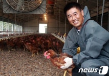 살처분 닭무덤 앞에선 농민 AI 딛고 다시 웃어야죠