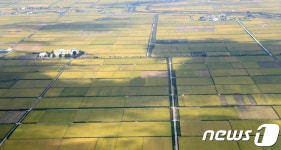 가을 황금 들녘으로 변한 충남 예당평야