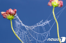 가을 머금은 아침이슬