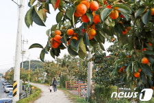 영동군 ‘감나무가로수 길’ 가을정취 물씬
