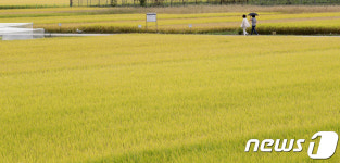 가을 황금 들녘