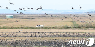 서산 간월호와 천수만 AI 발생 긴급 방역 활동