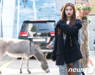 거리에서 만난 당나귀와 도연