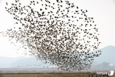 ‘서산버드랜드 철새기행전’ 21~22일 개최