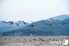 순천만 상공 나는 흑두루미