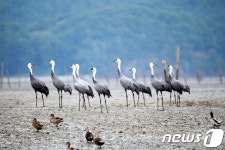 순천만 찾아온 흑두루미