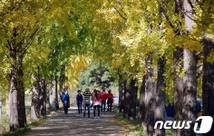 [풍경] 괴산 문광 은행나무 가로수길서 가을정취 ‘만끽’