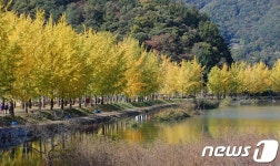 [풍경] 괴산 문광 은행나무 가로수길서 가을정취 ‘만끽’