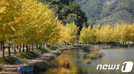 노란 가을 만끽하세요