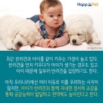 [올어바웃펫] 강아지와 아기 같이 키워도 될까?