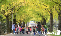 노랗게 물든 의동마을